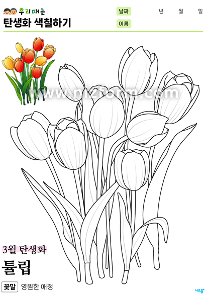 탄생화색칠하기(3월튤립) 미리보기