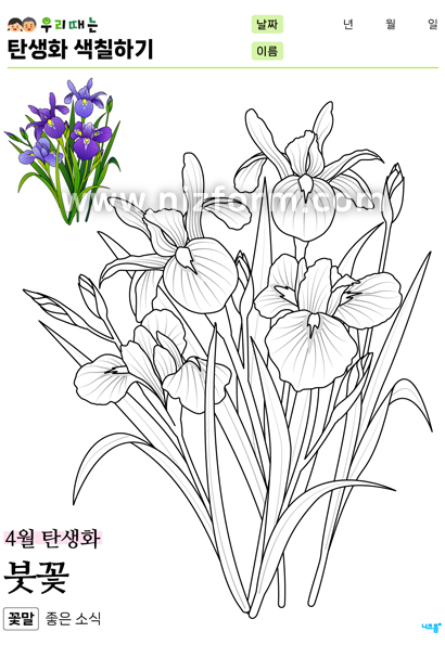 탄생화색칠하기(4월붓꽃) 미리보기